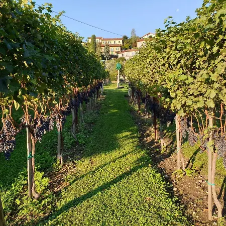 Il Crotto Tatil Evi *